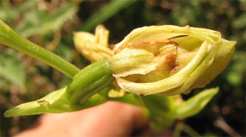 Ciclo biologico annuale di Ophrys